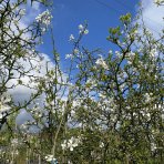 Citrónovníkovec trojlistý (Poncirus Trifoliata) výška: 180-220 cm, kont. C70L